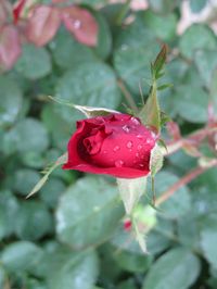 5894813 xavier image